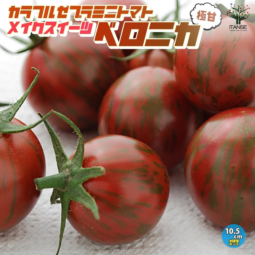 Amazon.co.jp: ITANSE トマトの苗 茶ゼブラミニトマト ベロニカ